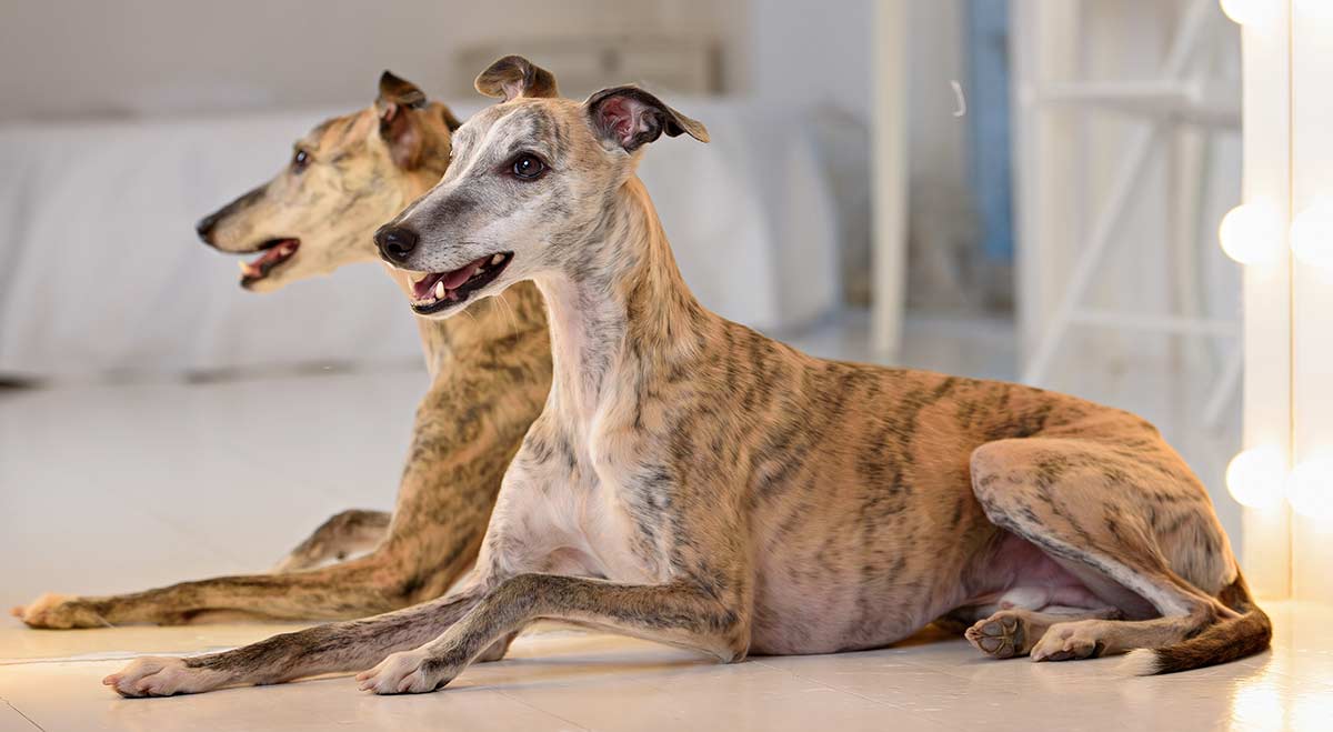 The Whippet Dog Breed Information And Tips