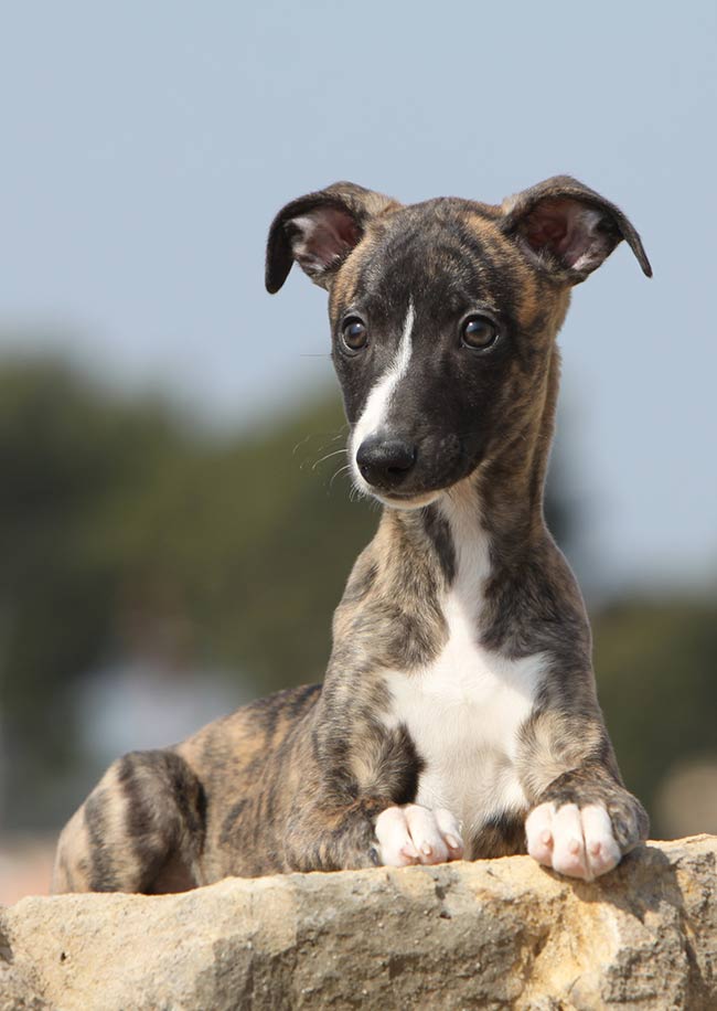 small brindle dogs