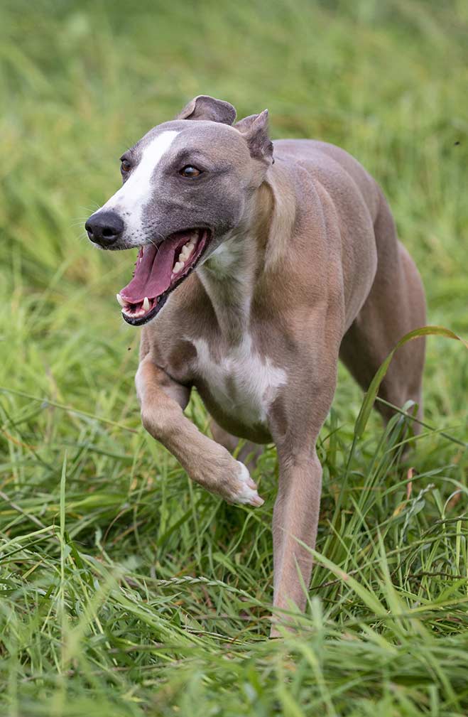 beagle greyhound