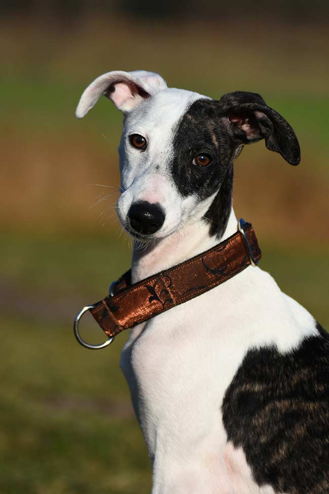 Whippet colors can be very varied. They often have white patches