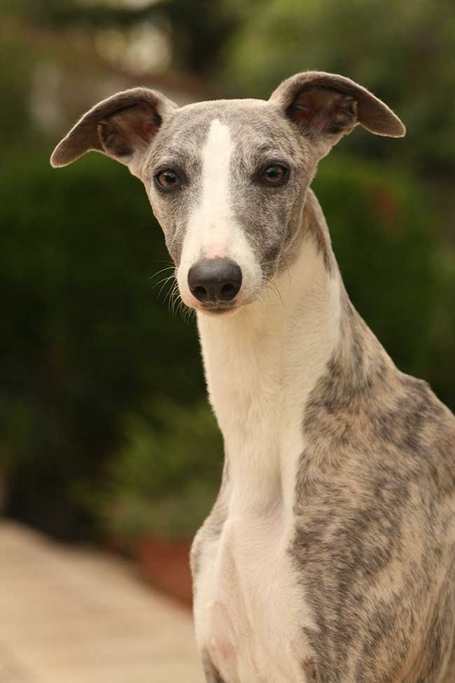 small whippet dog