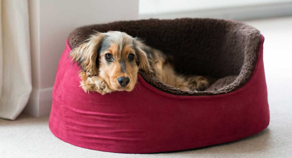 Best Indestructible Dog Bed Review and Tips For Extreme Chewers