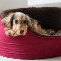 best indestructible dog bed