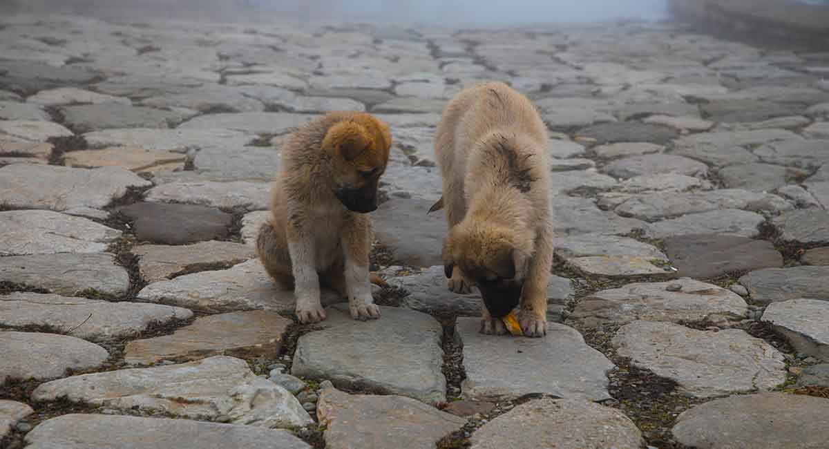 are bones safe for black mouth cur puppies