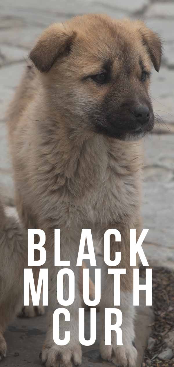 are black mouth curs good family dogs