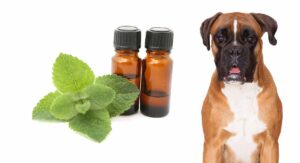 Is peppermint oil safe for dogs