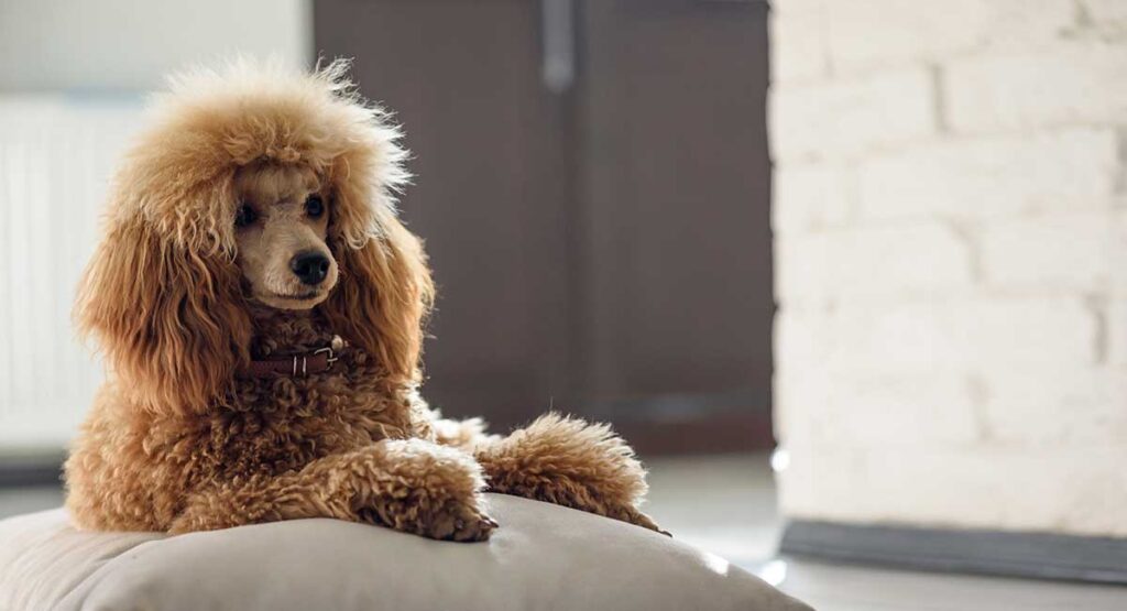 grey and white poodle