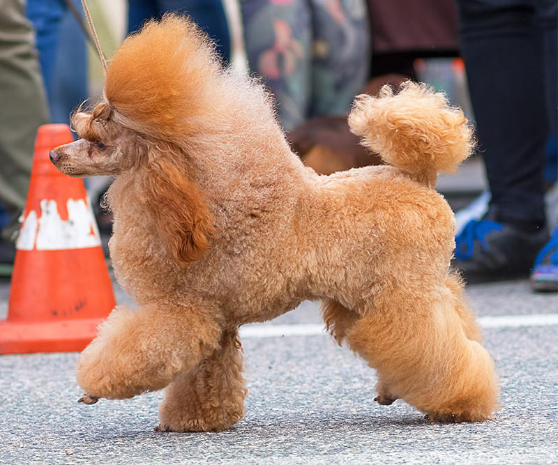 cinnamon micro poodle female