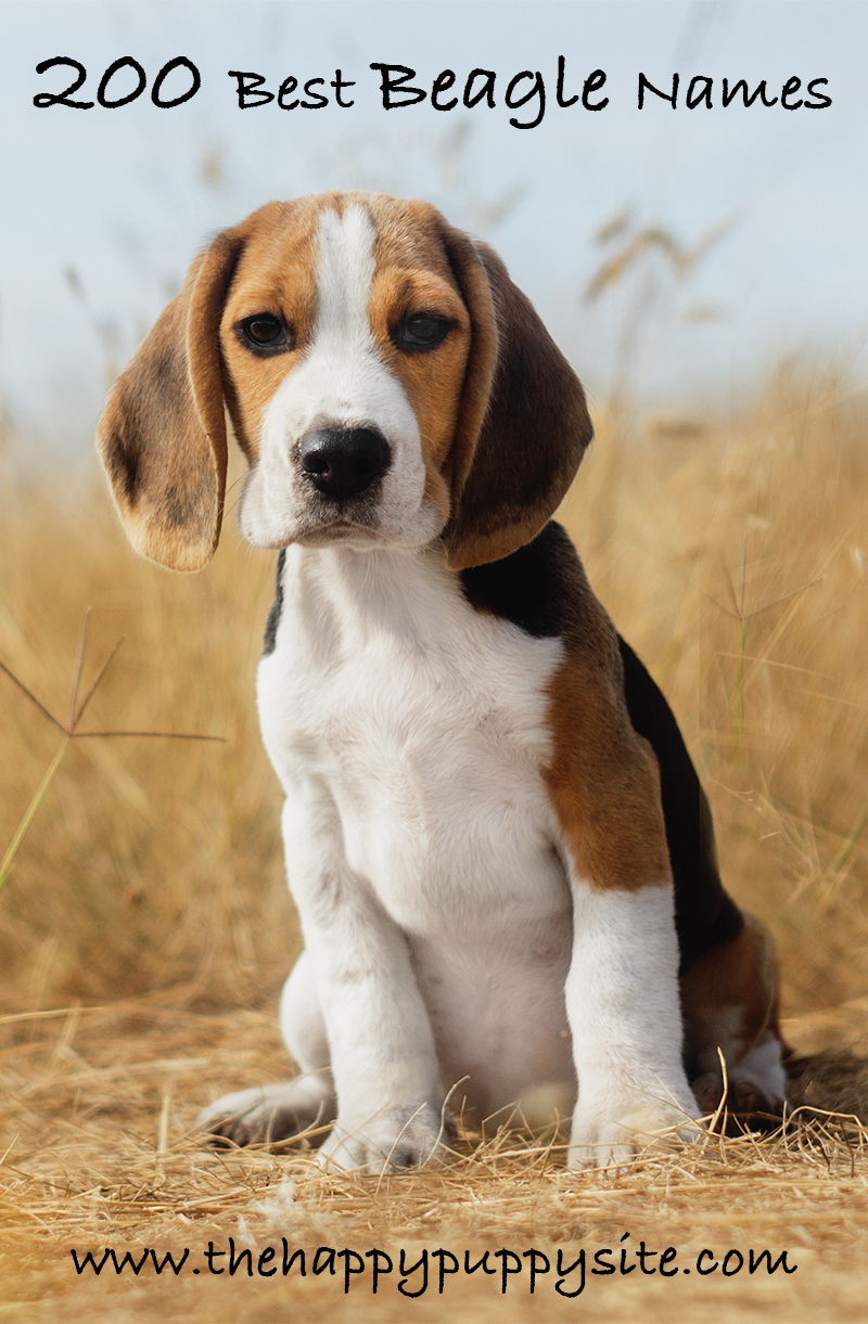 cute girl beagle names