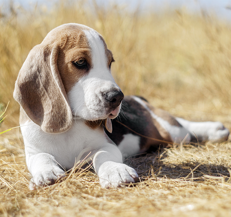 cute girl beagle names