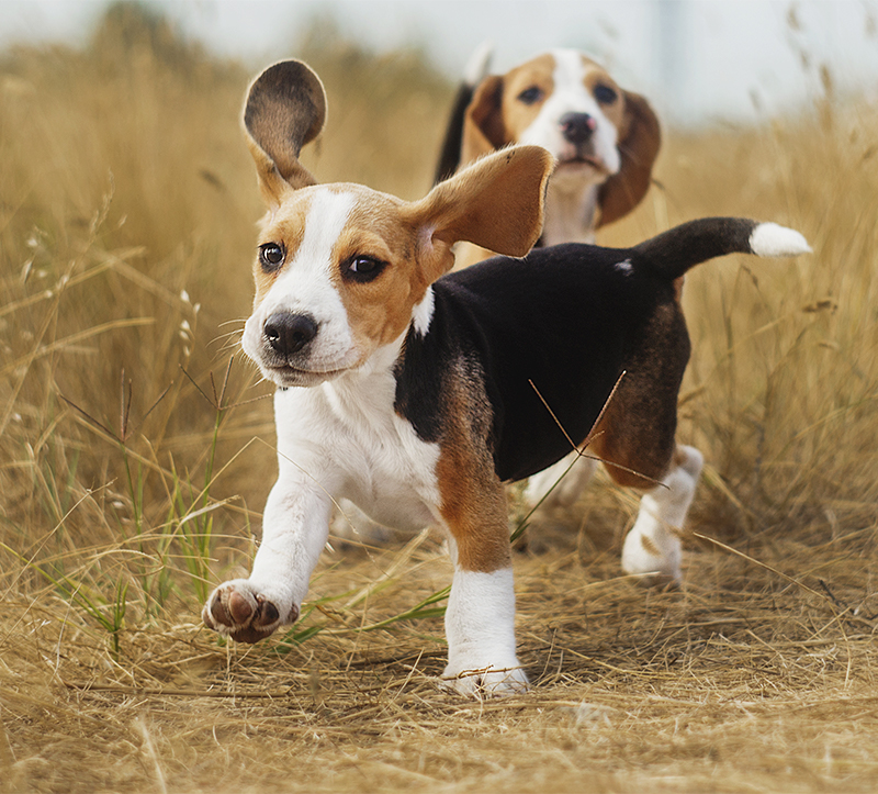 beagle hunting dog