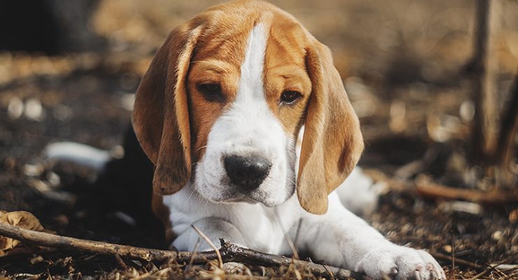 Beagle Names – 200 Great Ideas For Naming Your Beagle