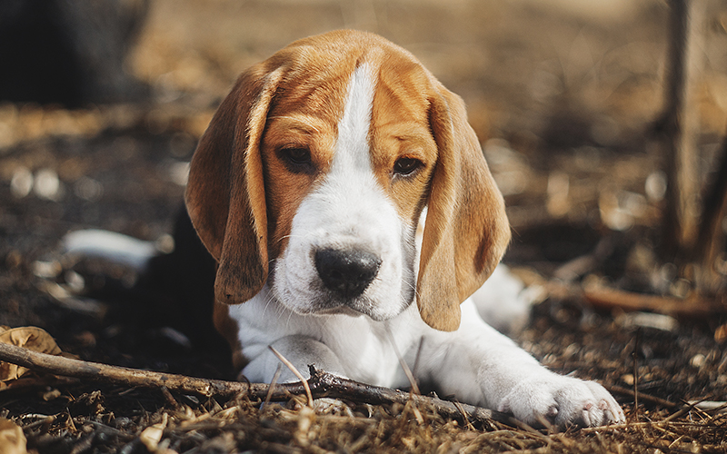 Beagle hot sale dog names