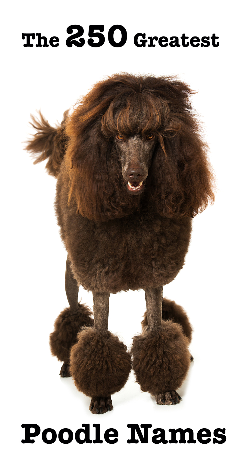 Poodle Names Over 650 Awesome Ideas