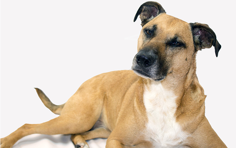 The Black Mouth Cur A Complete Guide To A Versatile Dog - 