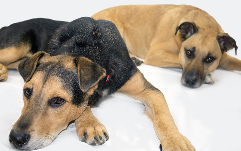 black mouth cur shedding