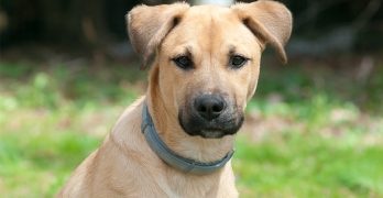 The Black Mouth Cur