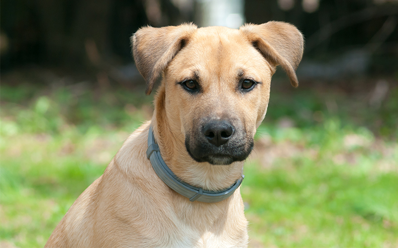 The Black Mouth Cur - A Complete Guide 