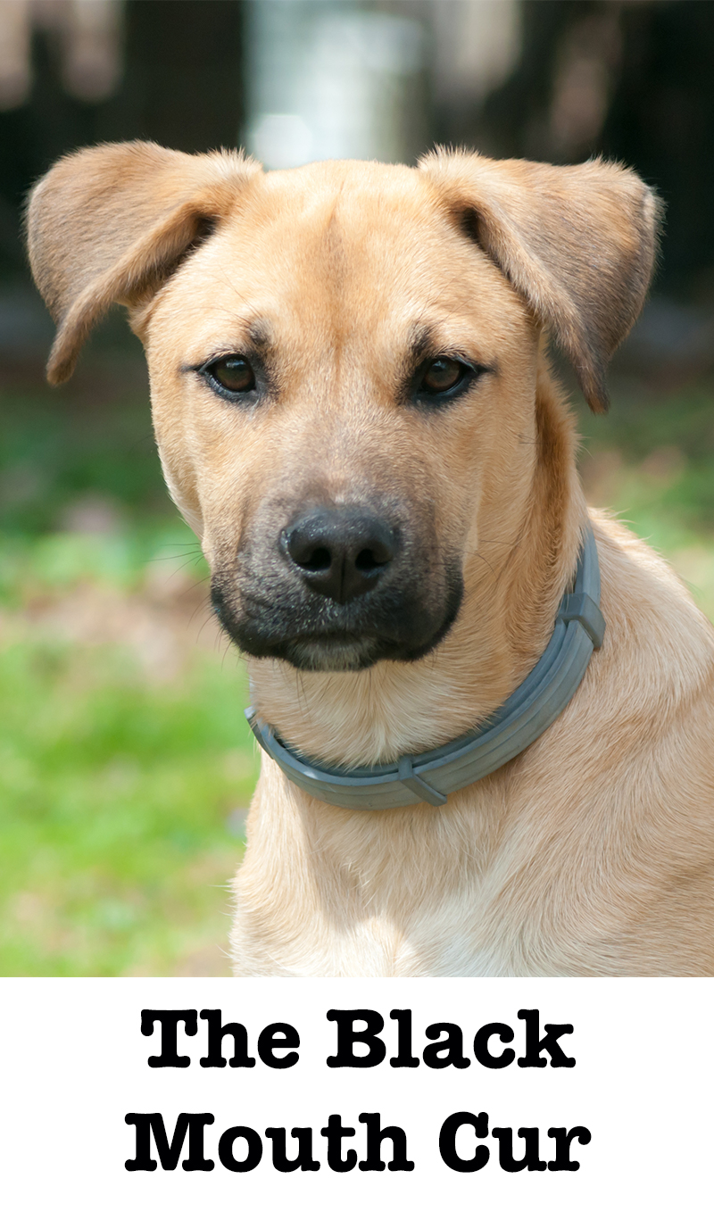 black tongue cur dog