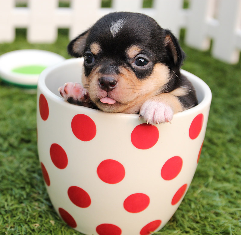 Cute Dog Names Adorable Ideas For Pretty Puppies