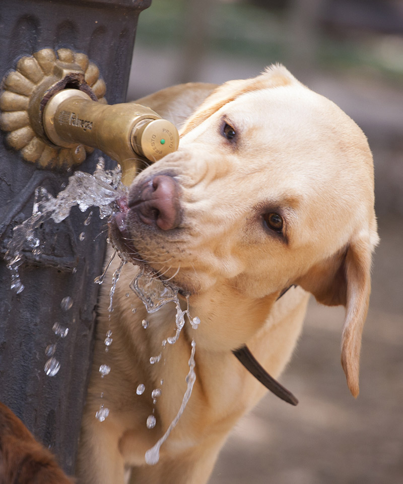 dog hose water fountain