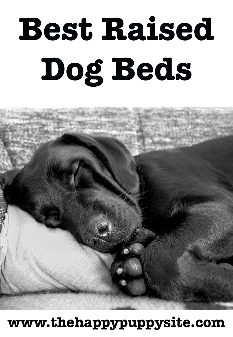 best raised dog beds