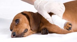 Dog CPR And First Aid