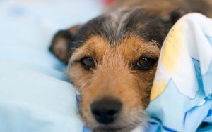 Best Indestructible Dog Beds
