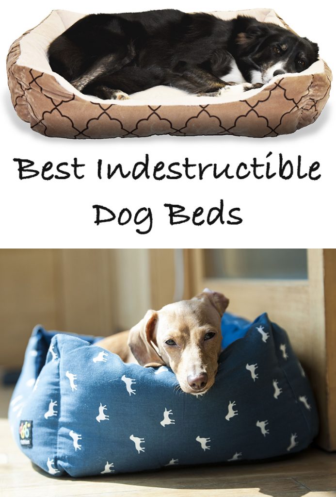 Best Indestructible Dog Bed Review and Tips For Extreme Chewers