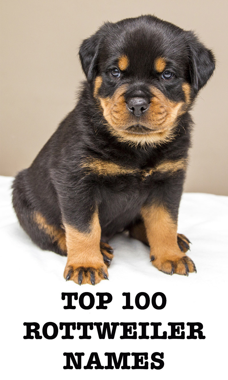 Rottweiler Names 100 Great Ideas For Naming Your Rottie   Names 