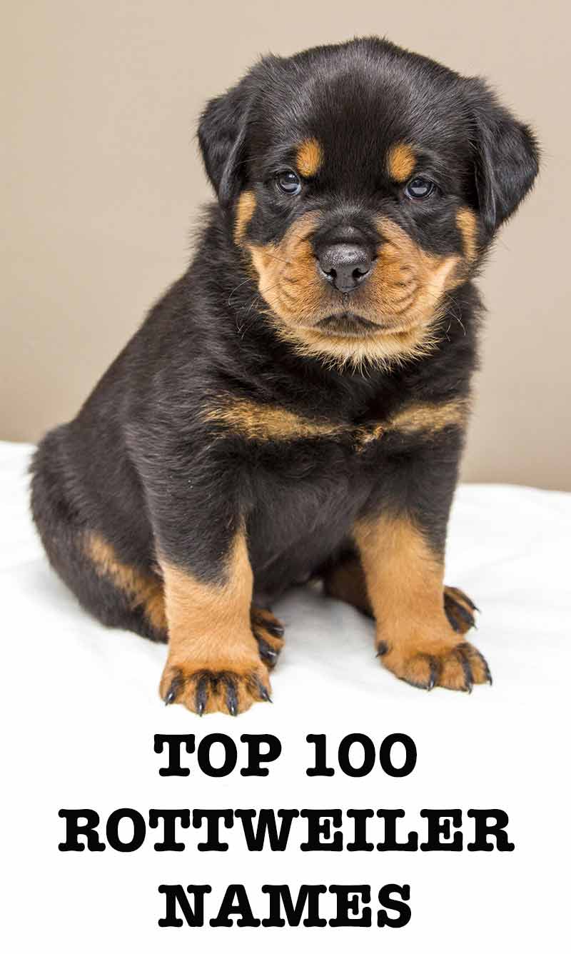 Top Rottweiler Names