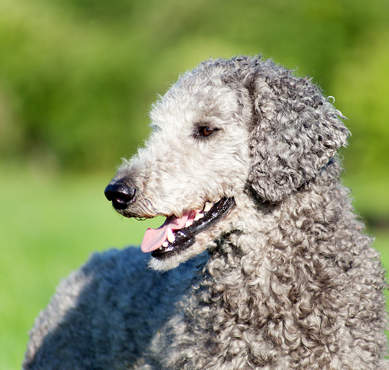 Black and store white poodle names