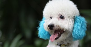 250 Perfect Poodle Names