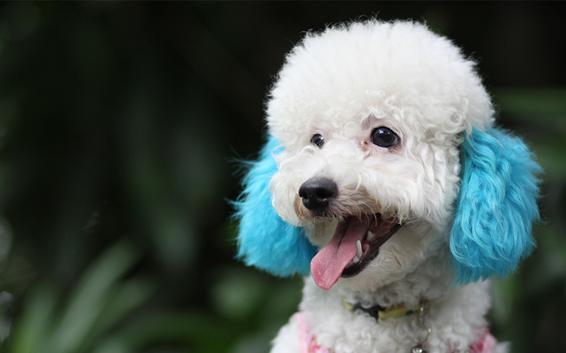 White hot sale poodle names