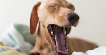 Best Raised Dog Beds