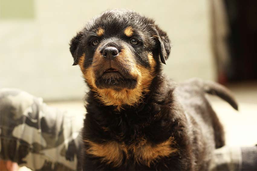 German Rottweiler Names