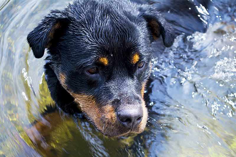 23+ Best Female Rottweiler Dog Names