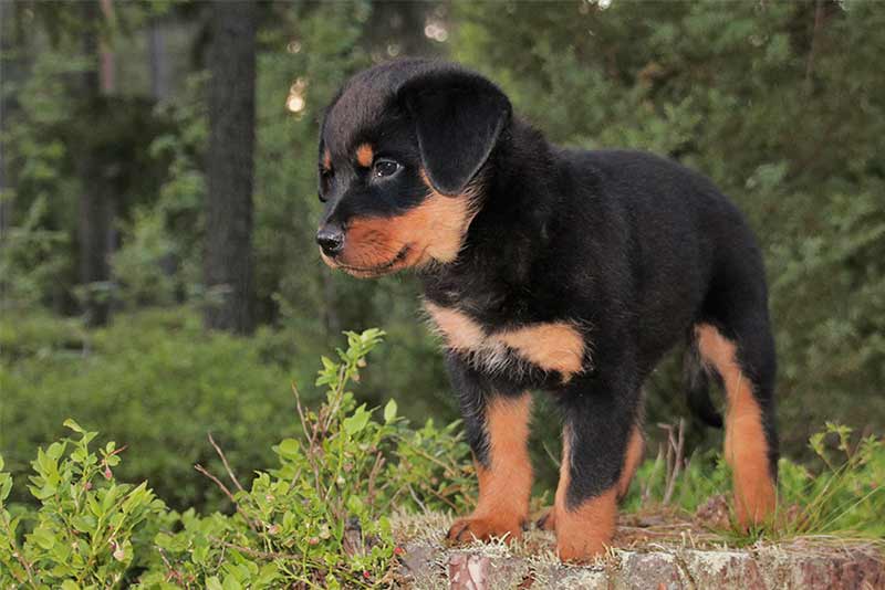 female rottweiler puppies