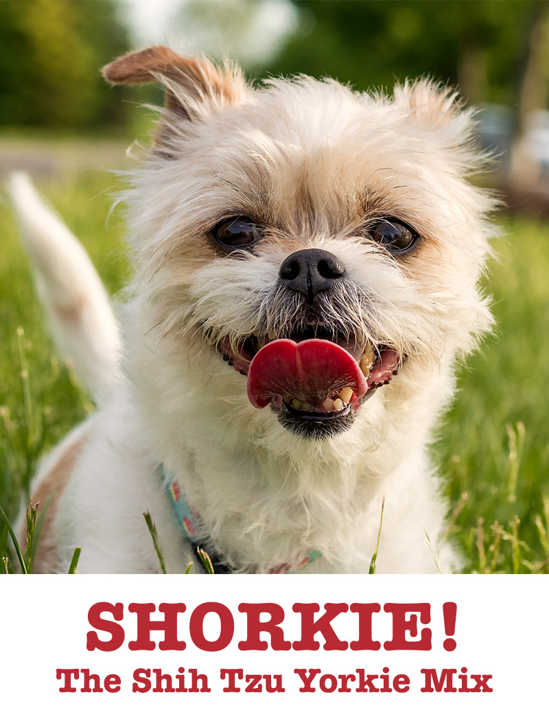 yorkshire terrier shih tzu mix information