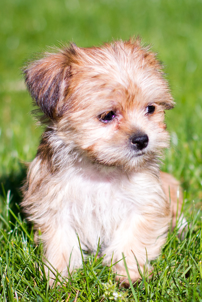 Shorkie Is The Shih Tzu Yorkshire Terrier Mix The Perfect Lapdog