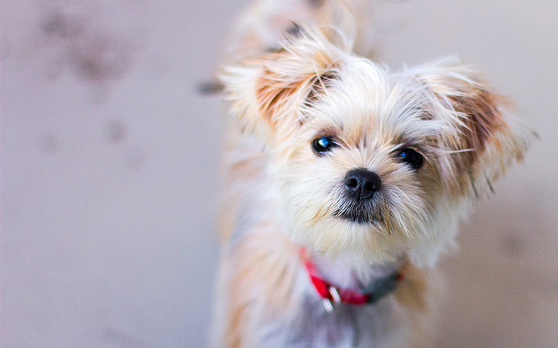 What Is A Teacup Teddy Bear Puppy