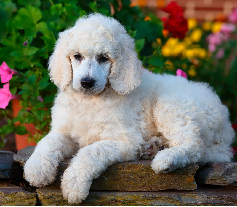 miniature white poodle full grown