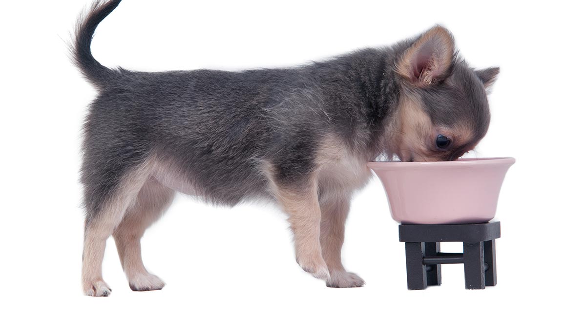 how do you feed a newborn chihuahua puppy