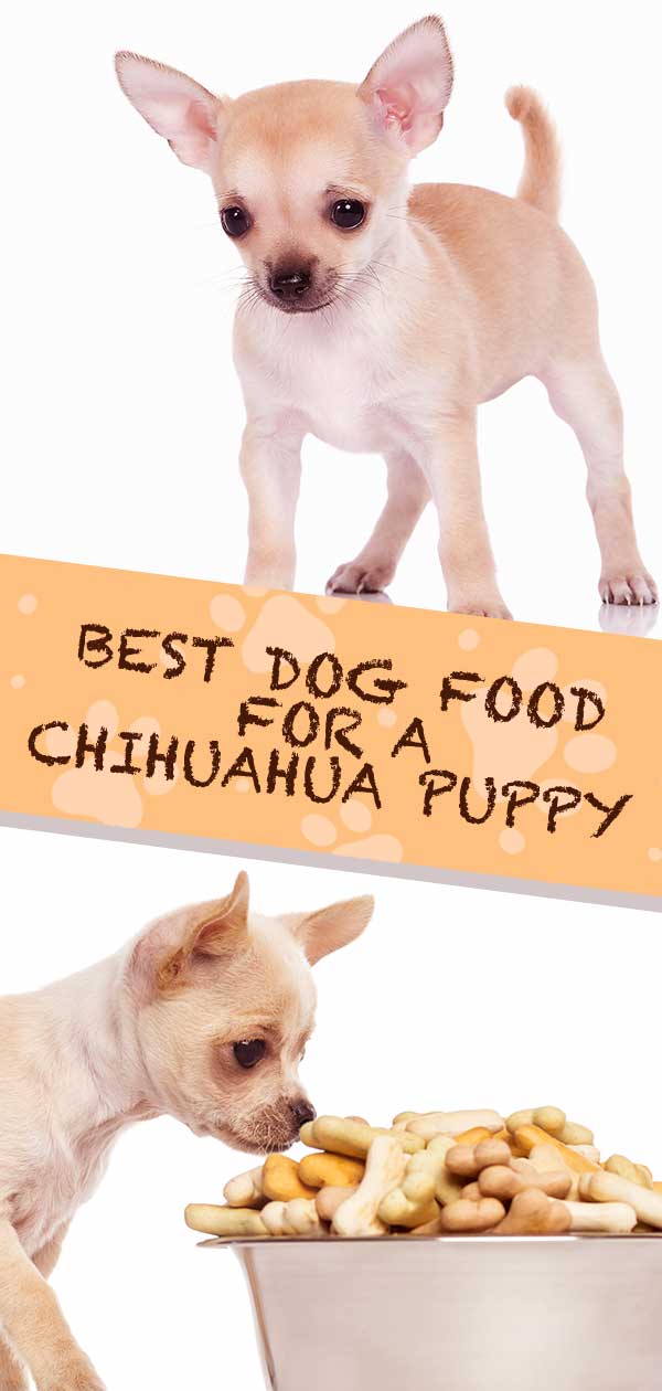 best dog food for my chihuahua