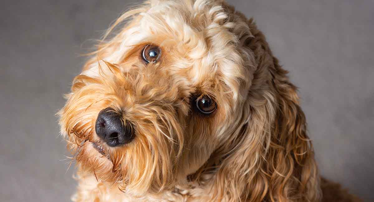 cocker spaniel poodle