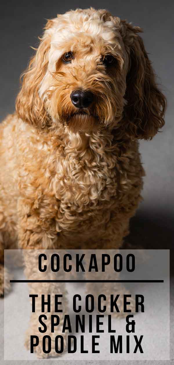 cocker spaniel x poodle