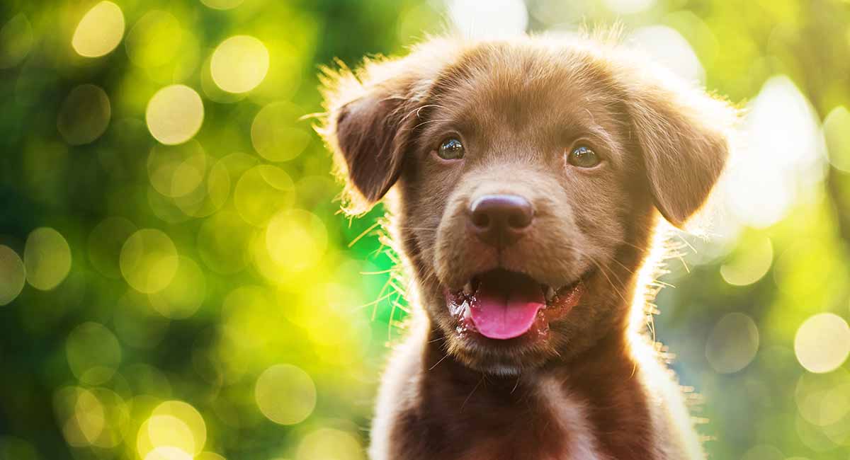 Cute Dog Names - Over 200 Adorable Names for Boy and Girl Puppies