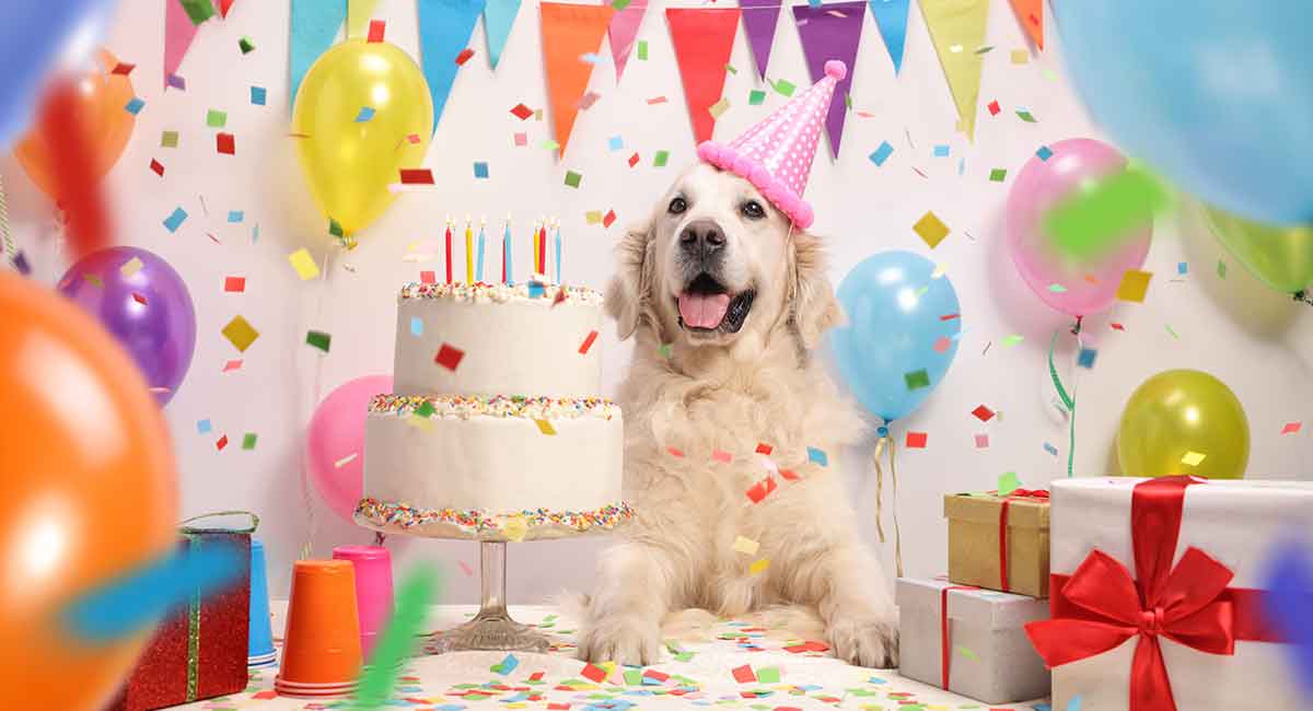 birthday cake with dog