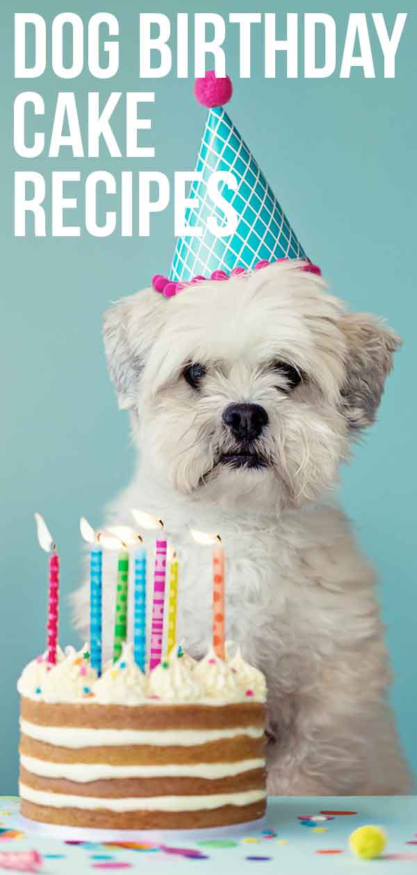 Dog Birthday Cake Recipes For Your Pup's Special Day