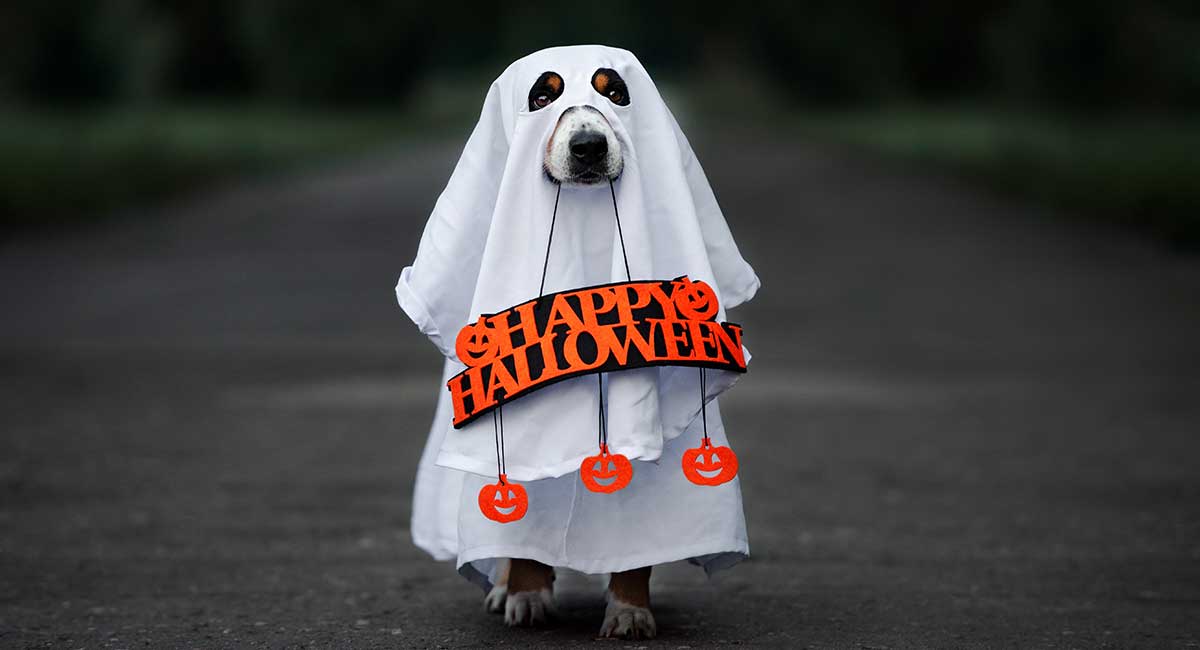 large breed dog halloween costumes